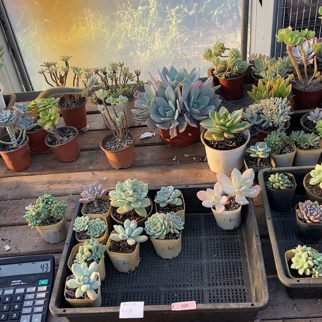 025号花9个来日方长专拍河南