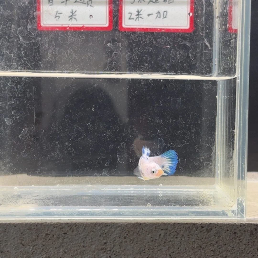 海水鱼鱼万泽水族