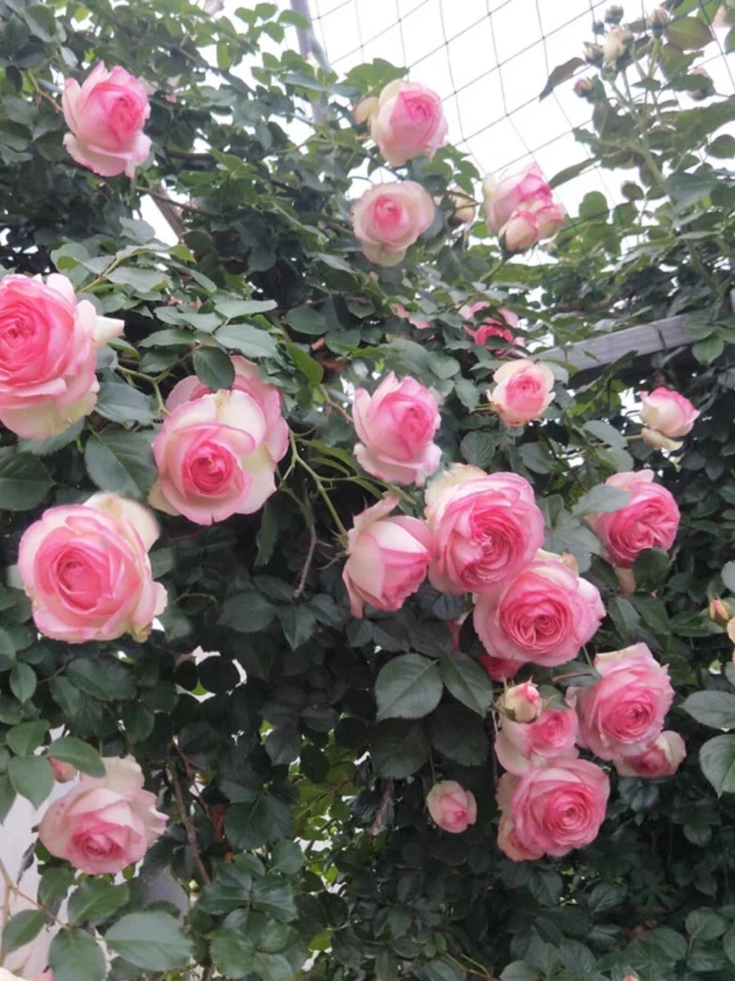 原盆土发货爬藤月季四季开花庭院花墙拱门耐寒耐热花园阳台露台