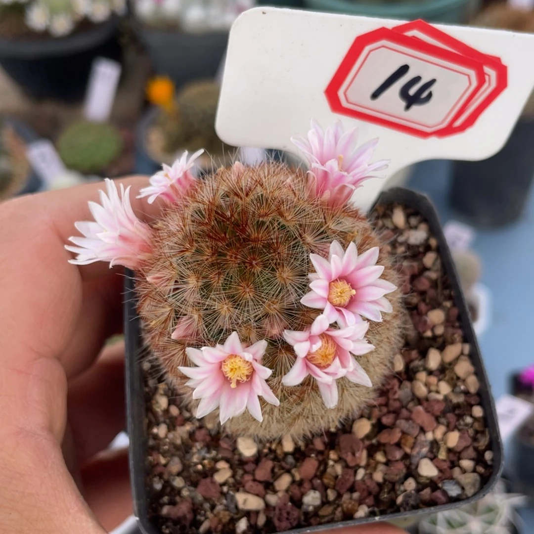 ·***·14往事多肉园仙人球