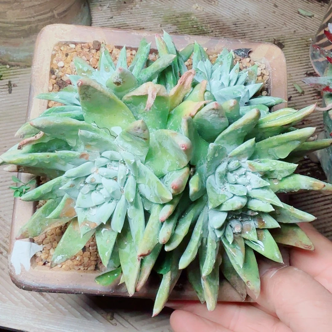 8192白雪仙女杯多肉