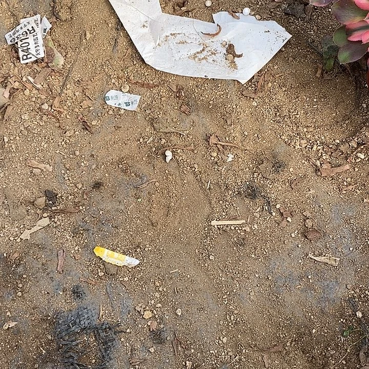 宁***子多肉植物香妃专拍香妃