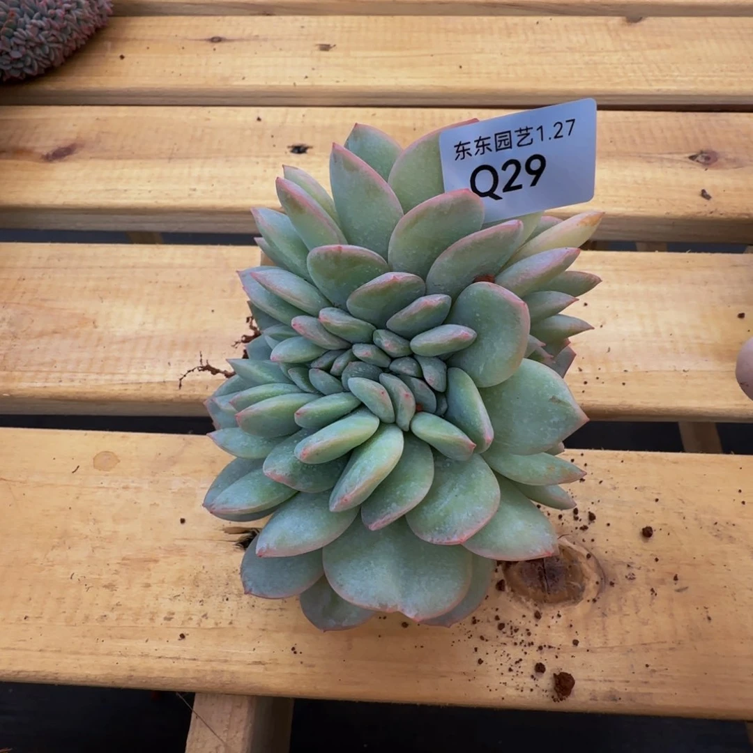 q q q q q q q q q q q 29