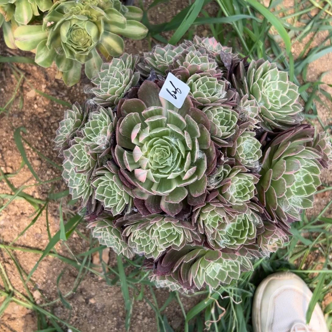 626万花筒多肉植物系