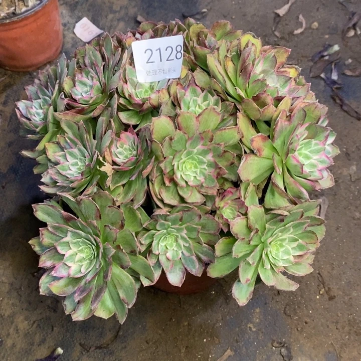 万花筒多肉断头不包2128