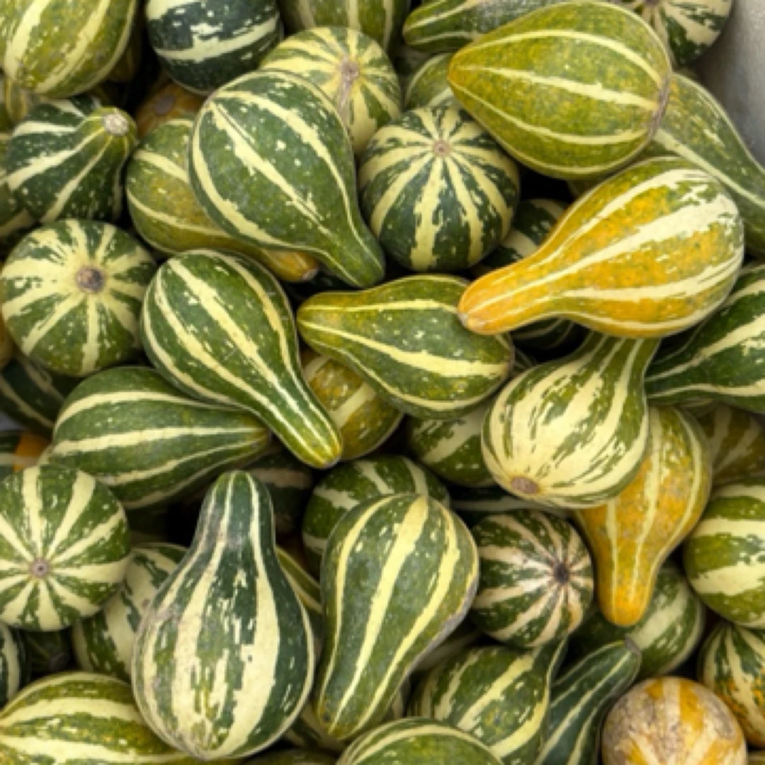 墨西哥虞美人青皮葫芦盲盒10个装，大小混合发货