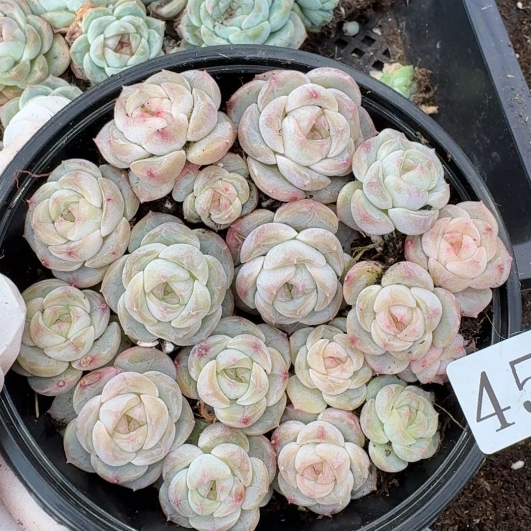 多肉植物多肉植物45