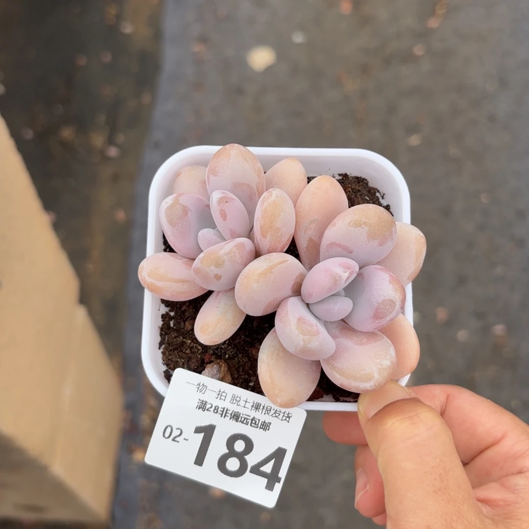 粉兔多肉多肉多肉多肉