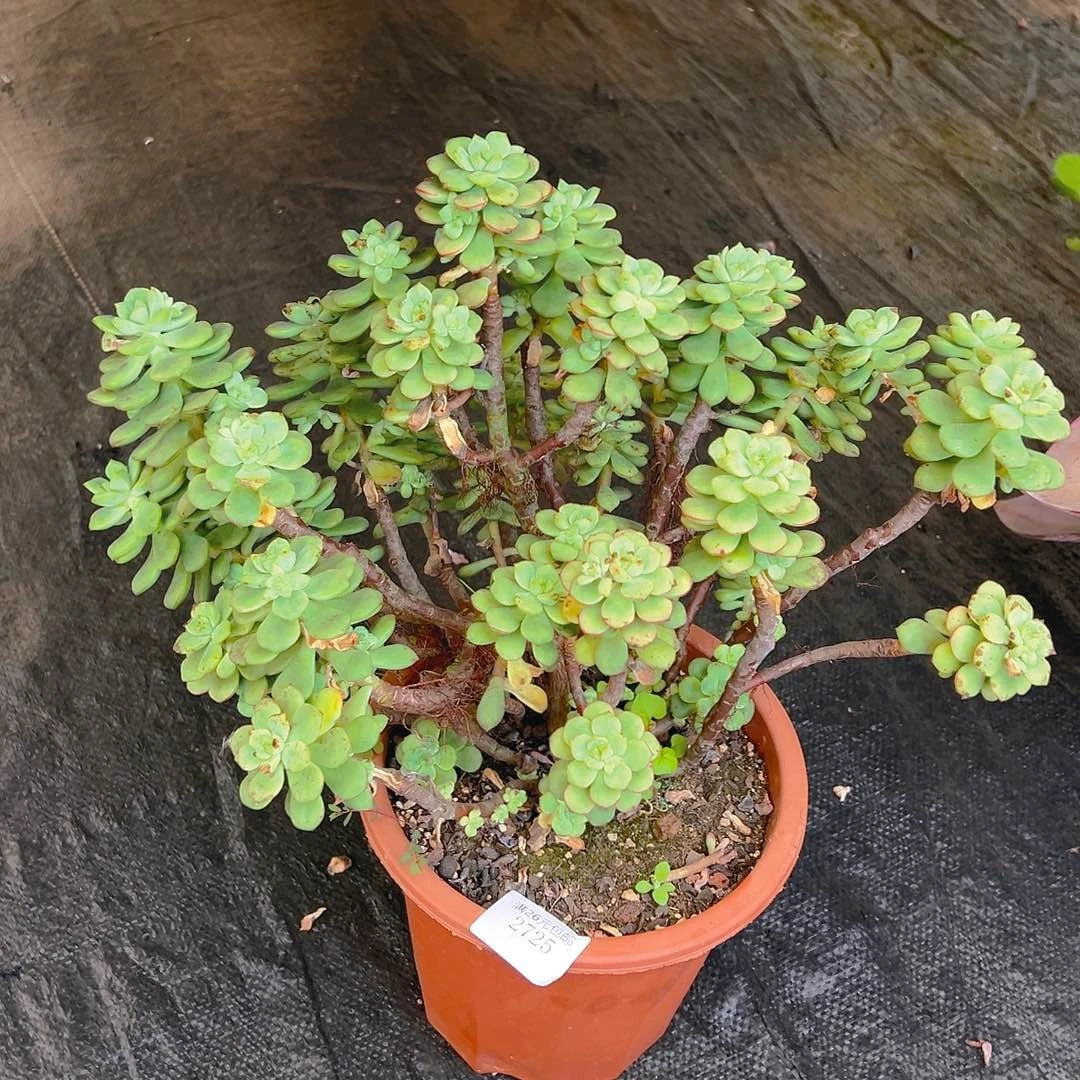 解***长2725探伐多肉植物多肉