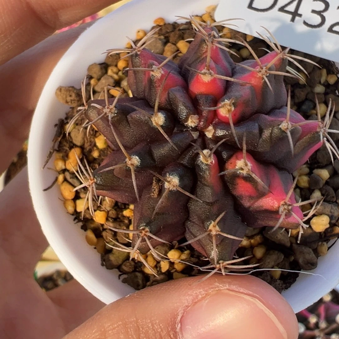 432 好看的米哈冲冲冲