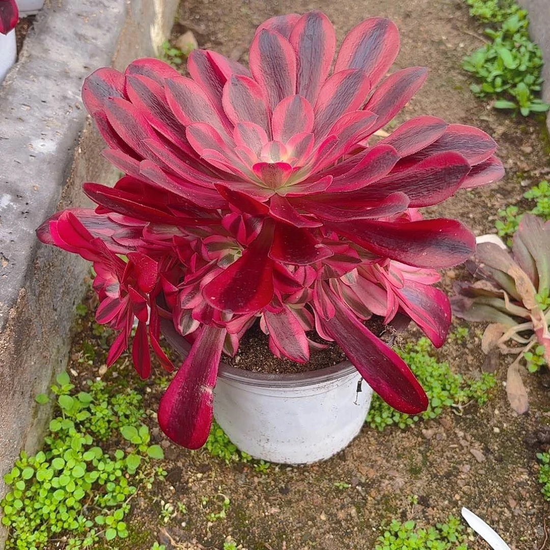 美杜莎手捧多肉植物红色