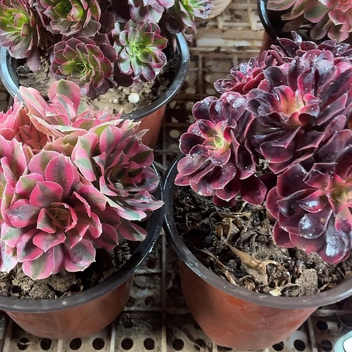 粉女巫+美杜莎小棵拼单福利