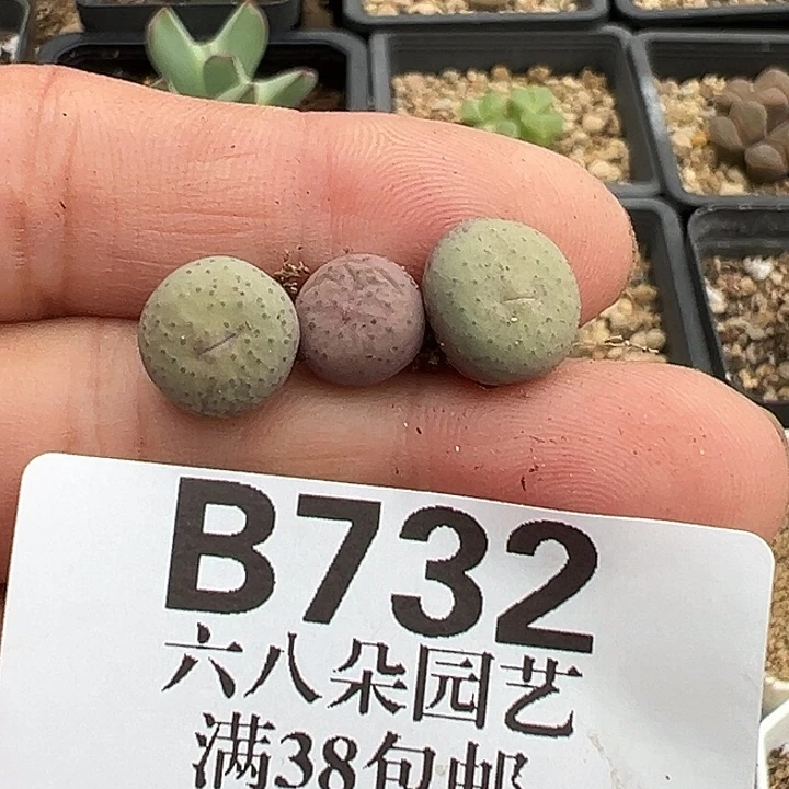 无花朵732号特价奶油嘴3个