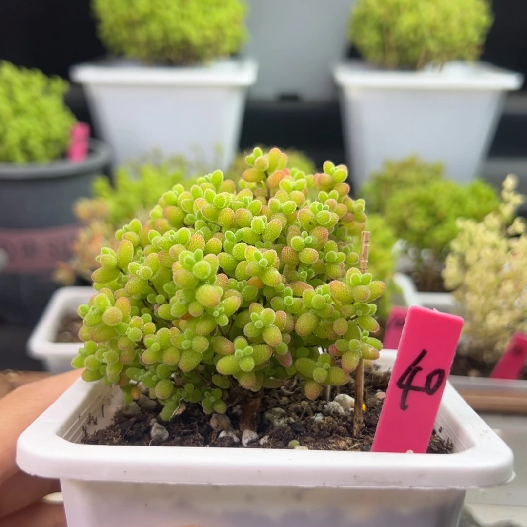 蜜橘糖球40号10cm盆