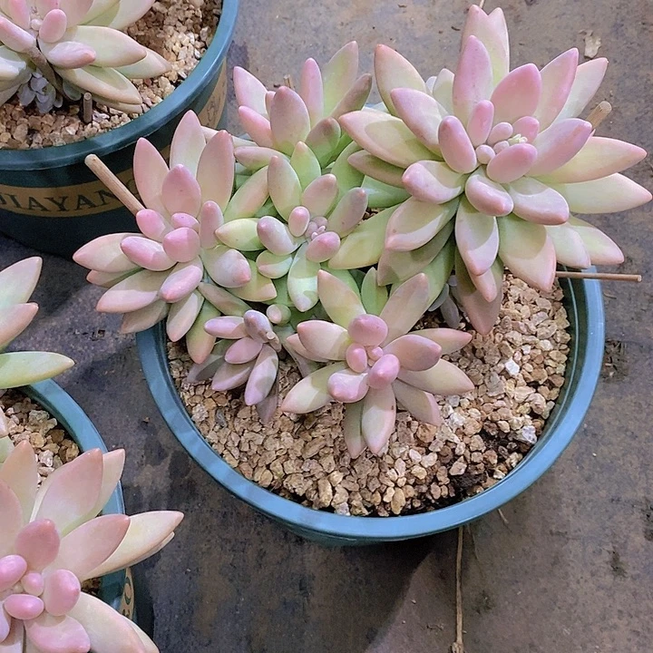 苏***S白兰地多肉植物大群