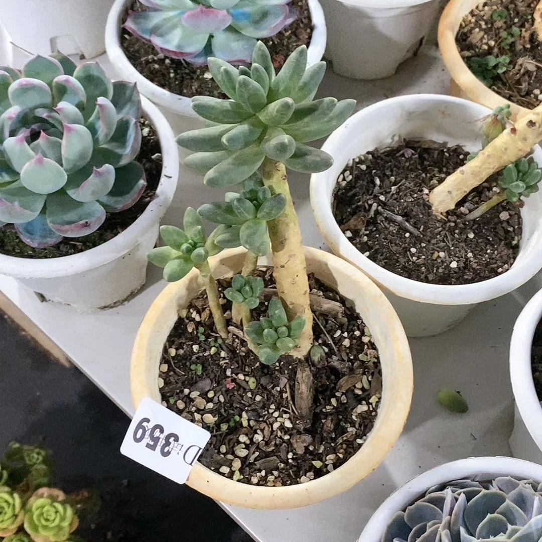 一****鱼359千代田多肉植物