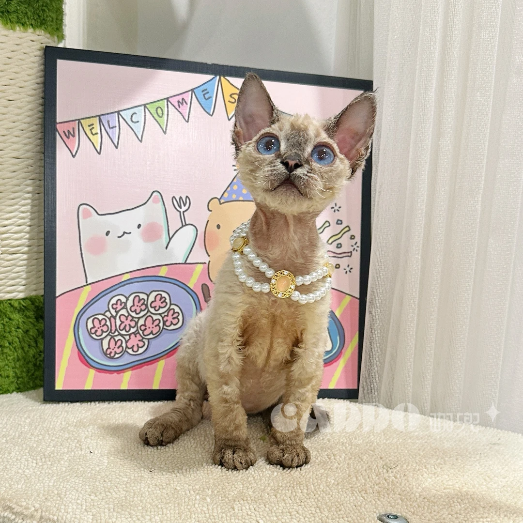 Caddo德文卷毛猫-山猫弟弟（小蘑菇）