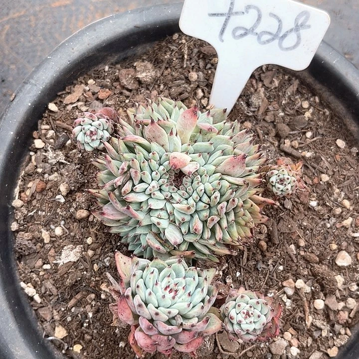 晨语多肉，一组自拍绿爪缀228