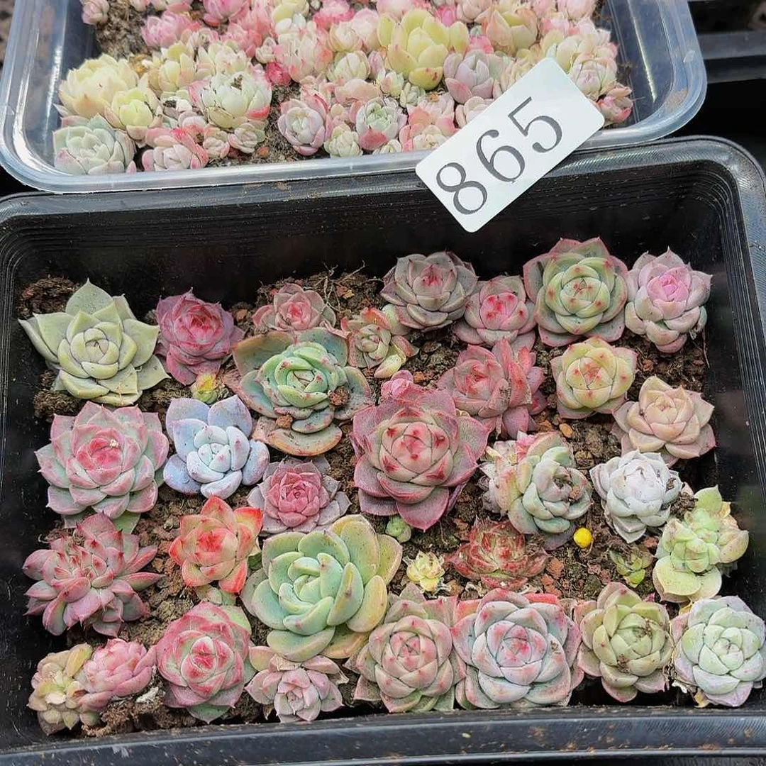 多肉植物多肉植物865