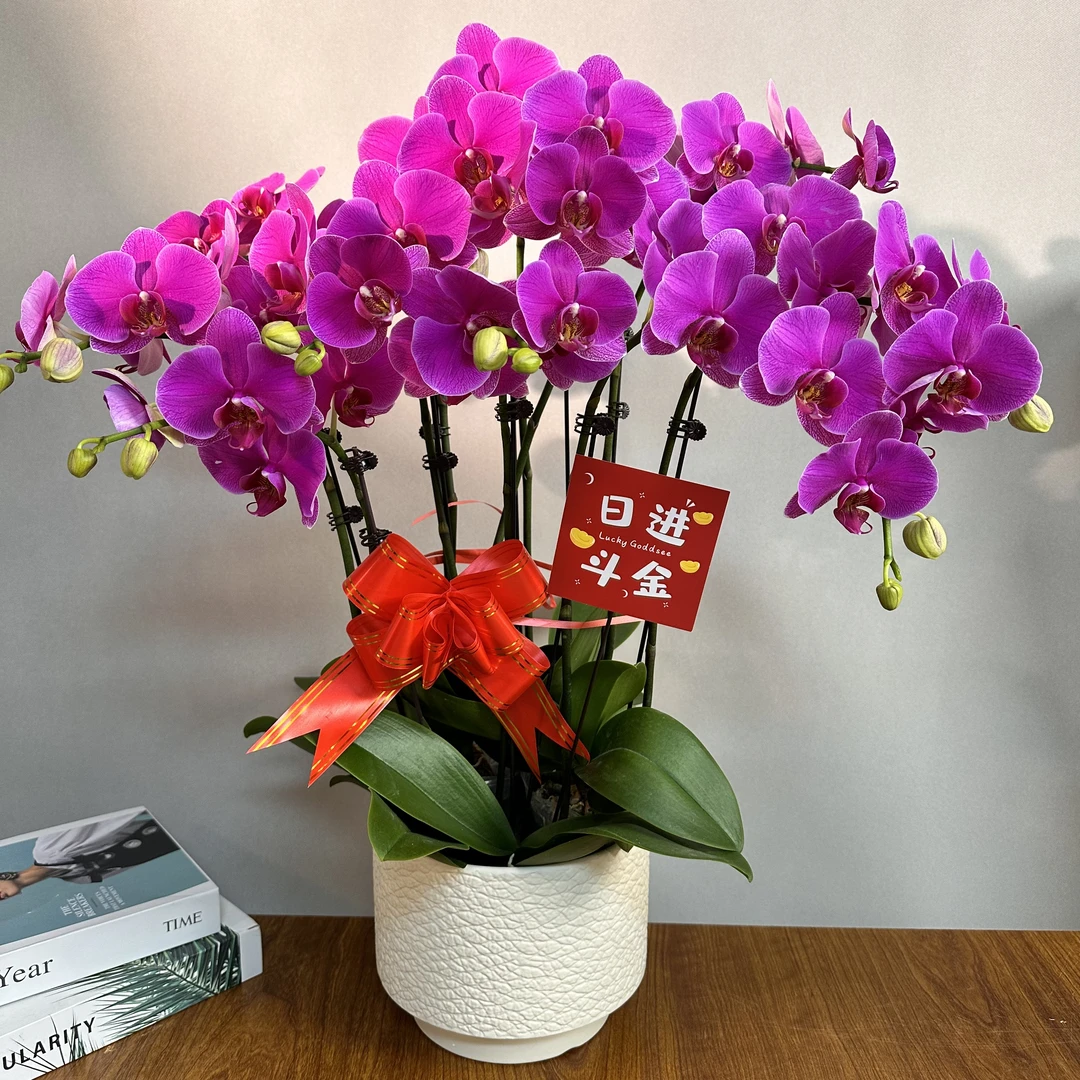 （恭喜发财）紫红色蝴蝶兰 大花品种好养耐养蝴蝶兰鲜花室内高端花