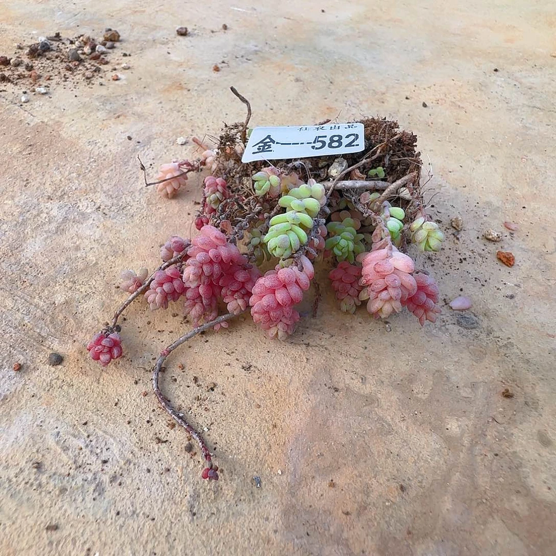 杨***九花小妹，582，仙农出品