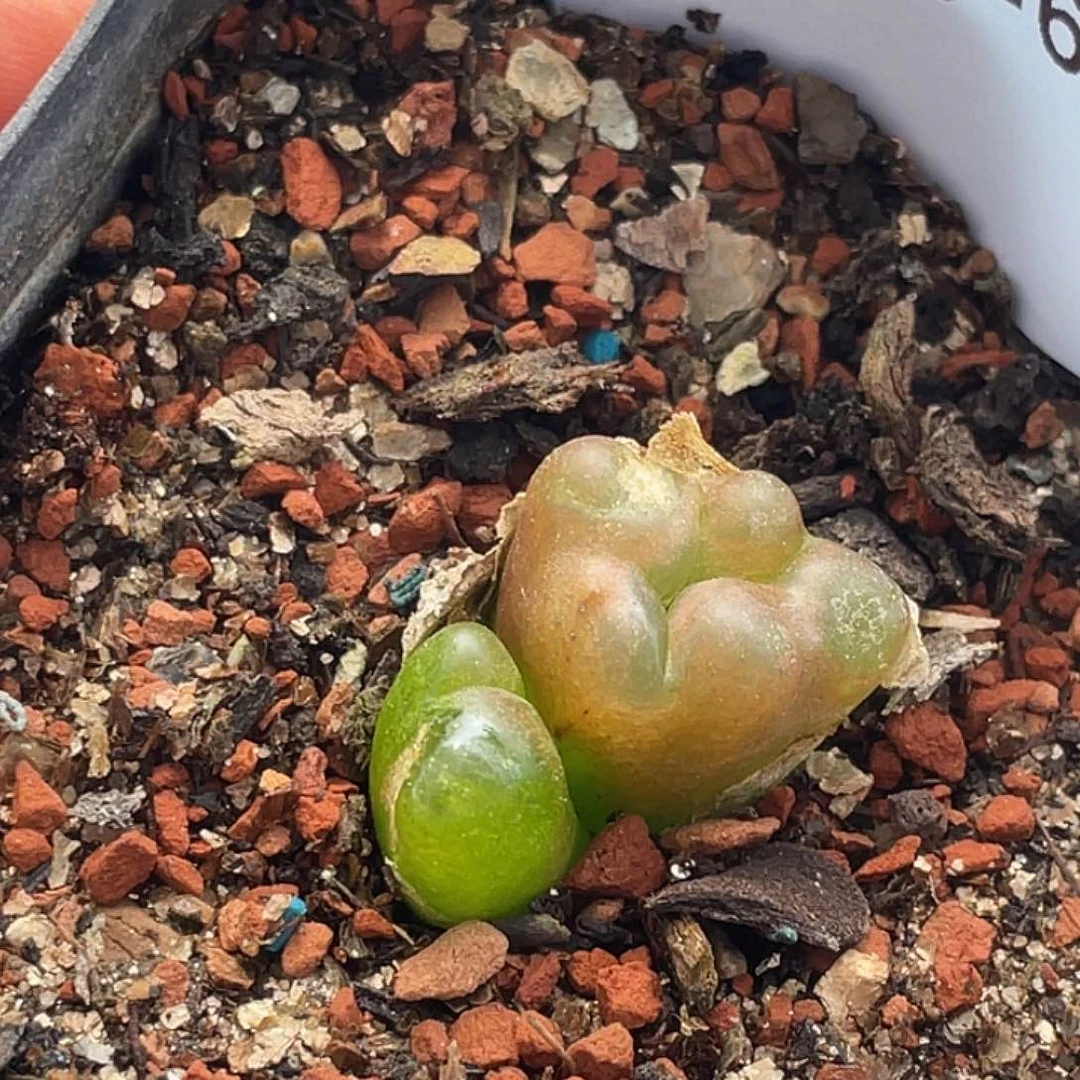 小***虎1-69肉锥多肉植物