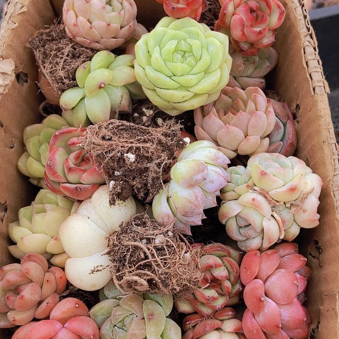 000000000001量拍保底20颗