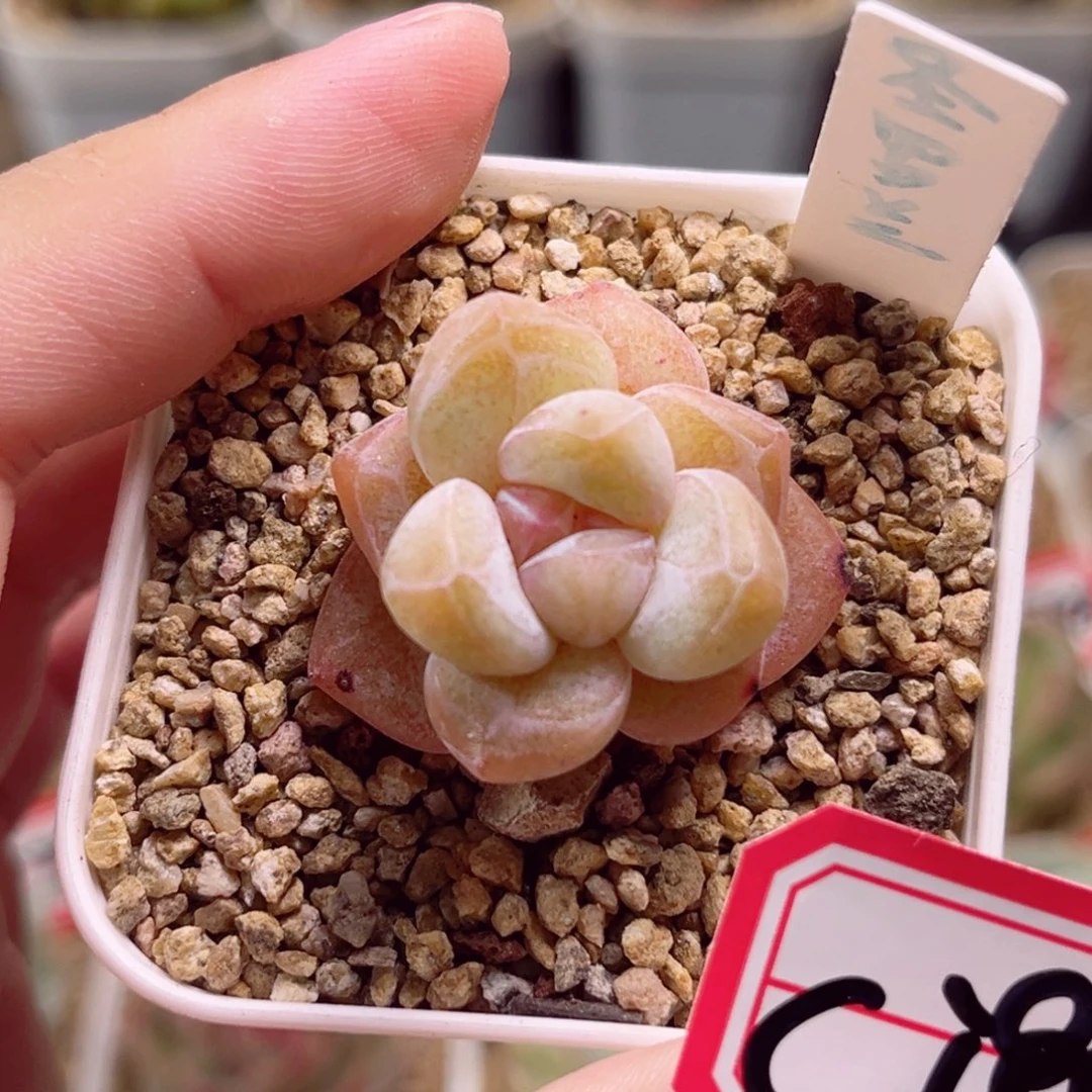 C798 一物一拍 18包邮 圣罗兰