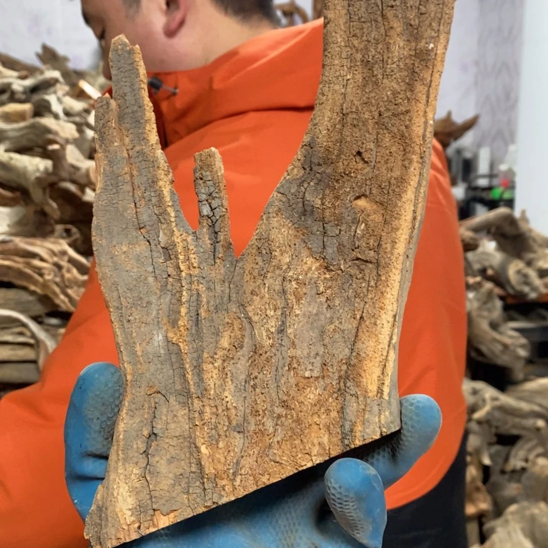 柏木蛇**转我们都是好孩子