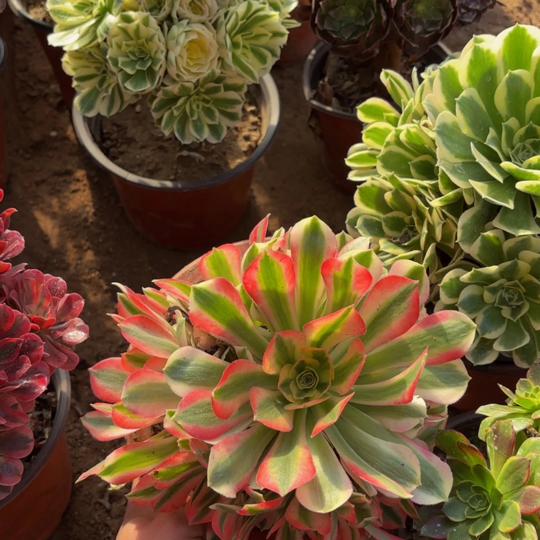 粉女巫手捧9.9多肉植物