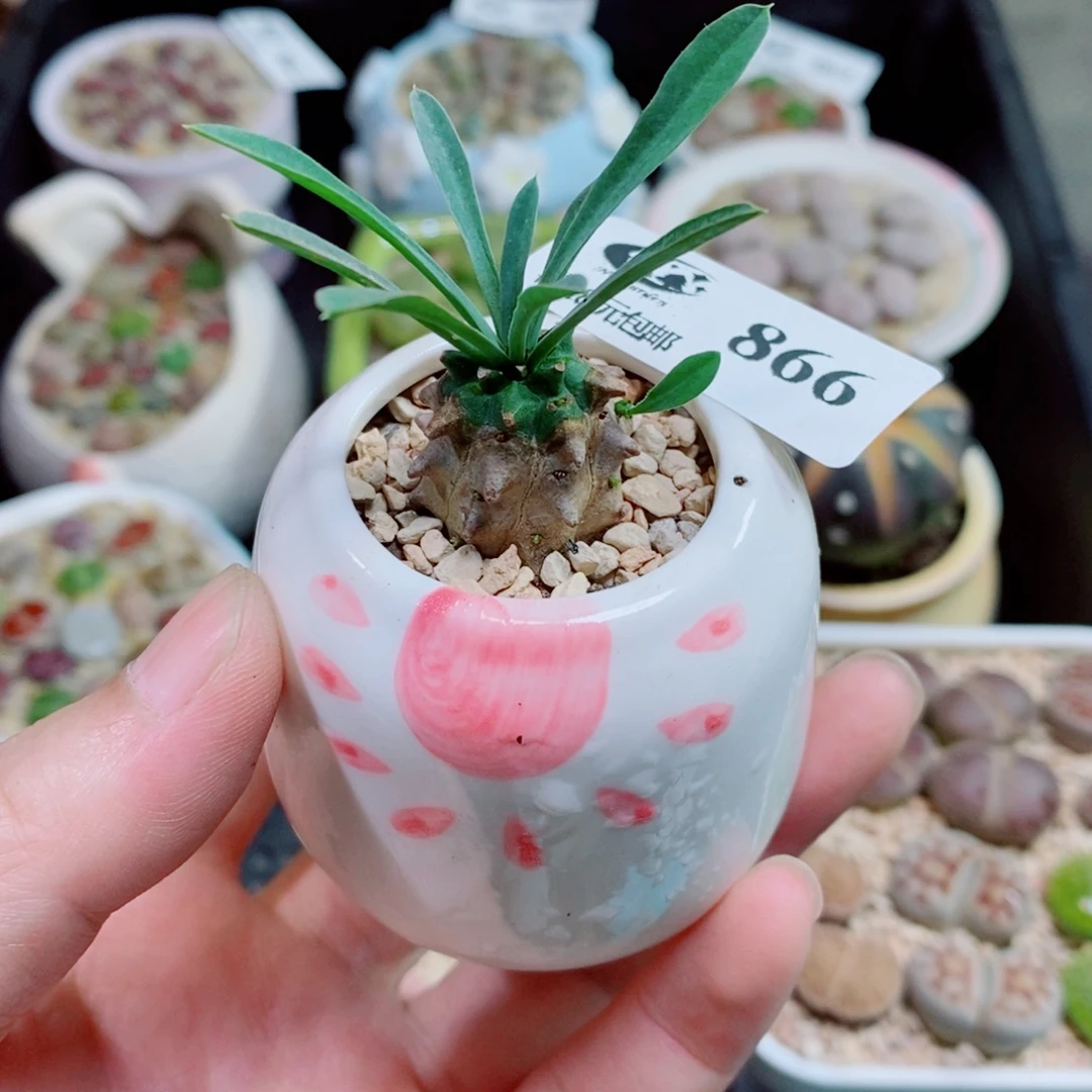 生石花花花花花866