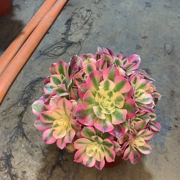 粉女巫多肉植物19。