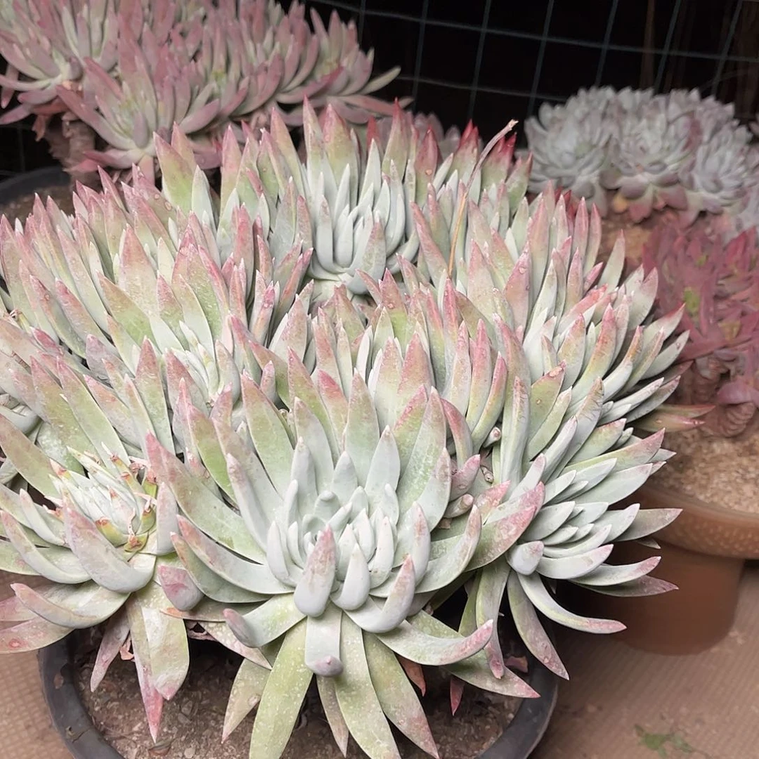 2779奥罗拉仙女杯多肉