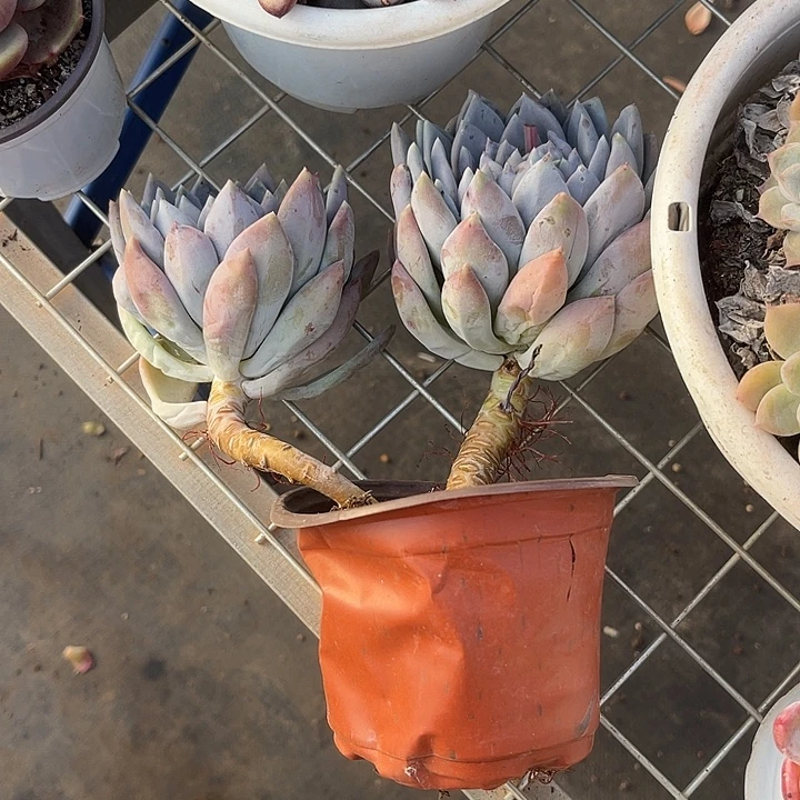 開***鄒两单包邮，一物一拍