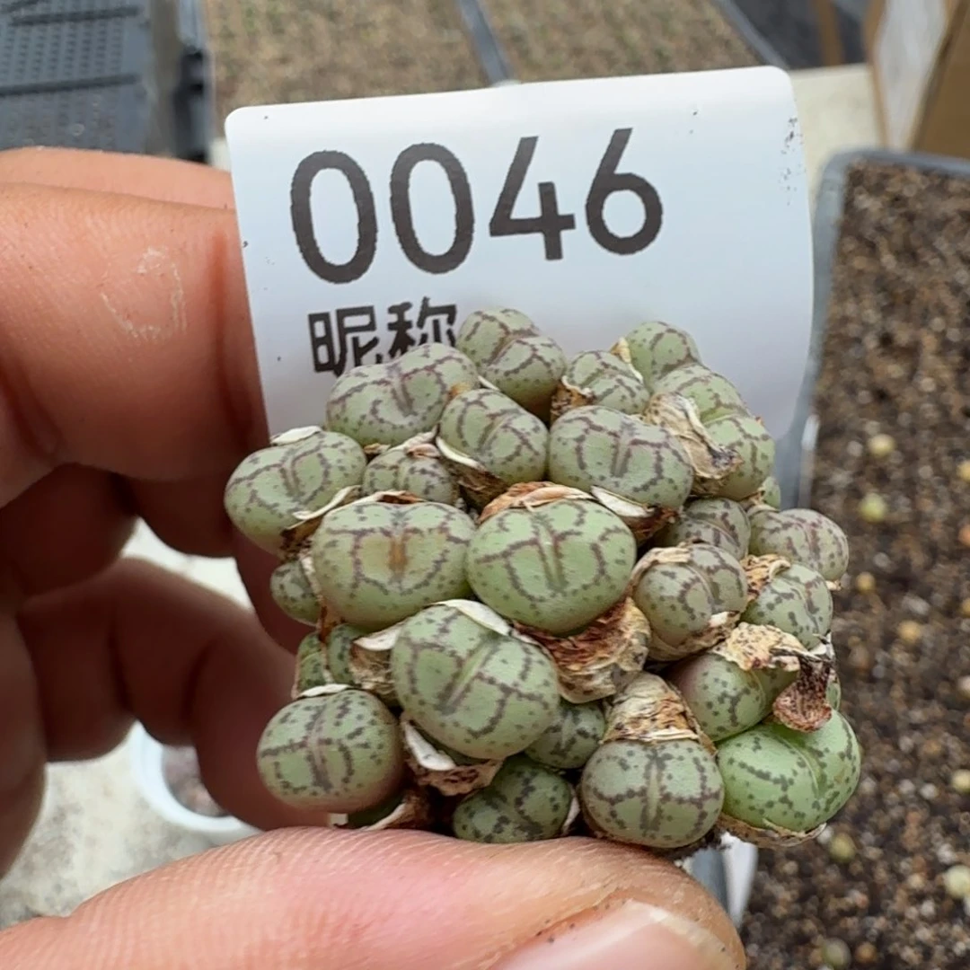 高***怕多肉植物多肉植物多肉植物