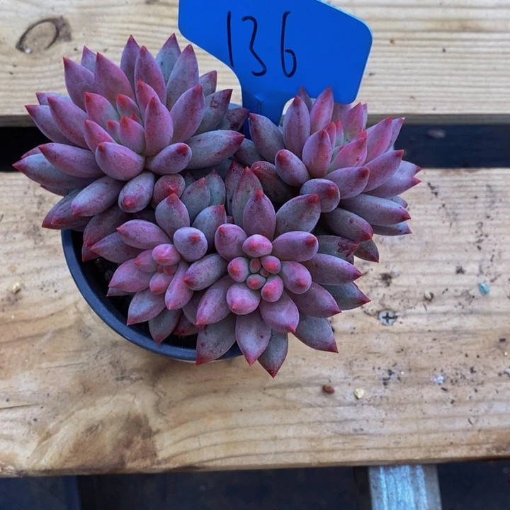 你是怎么说出这个问题