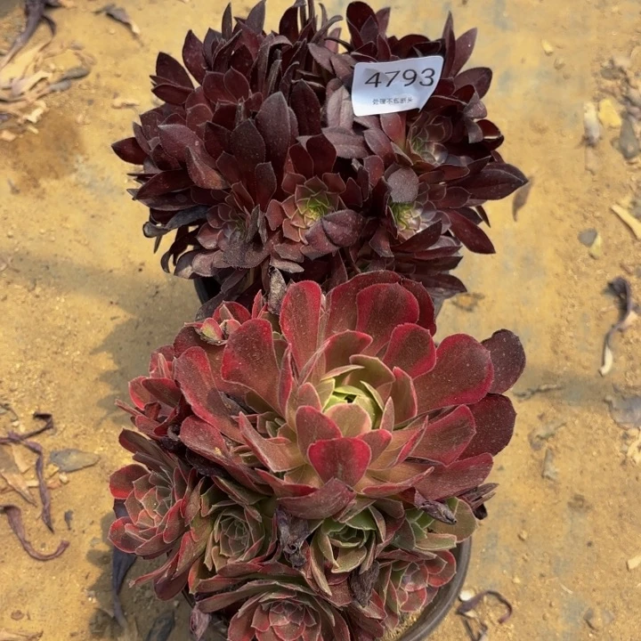 2颗多肉处理不包断头4793