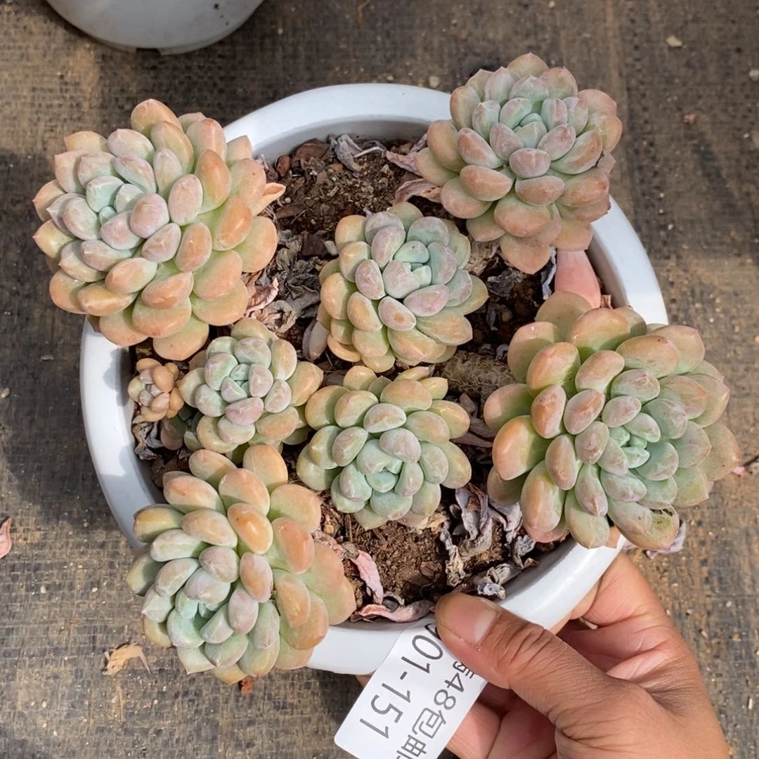 夏悦多肉901-151白鹭