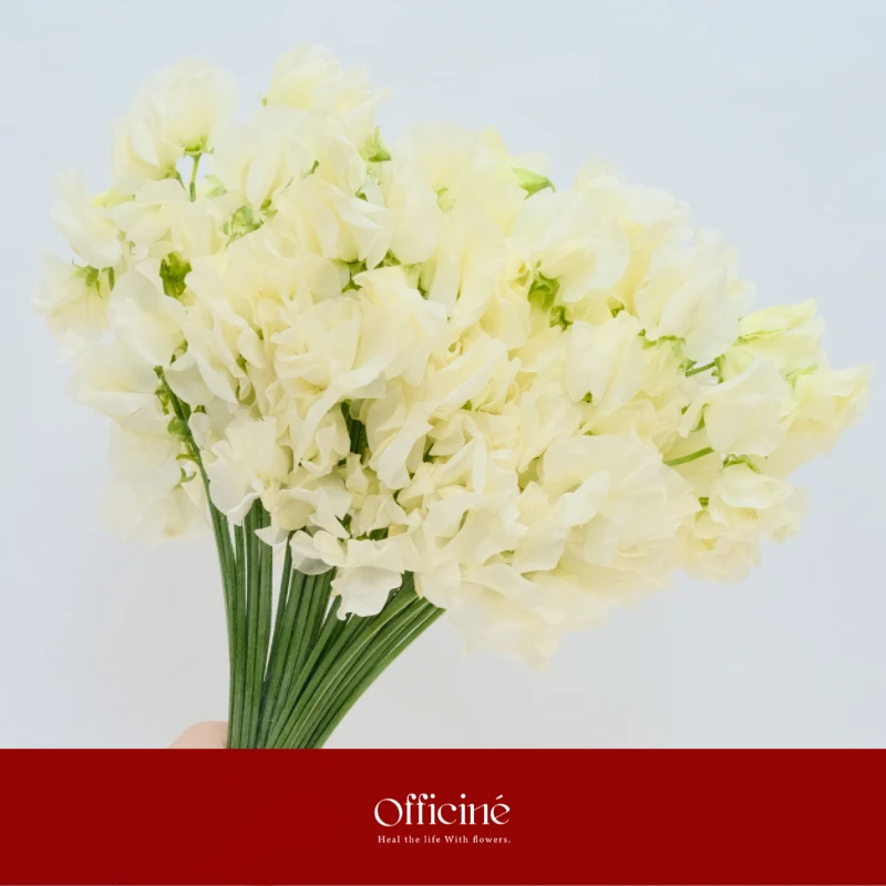 香豌豆 奶油 Officine美好花市基地直采鲜花云南直发顺丰空运