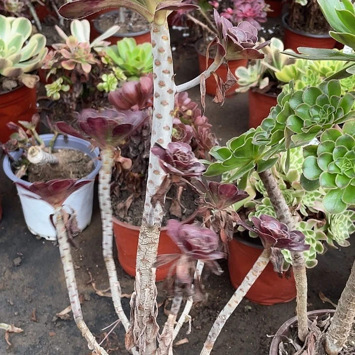 中***侠124圆叶不包掉头多肉植物法师
