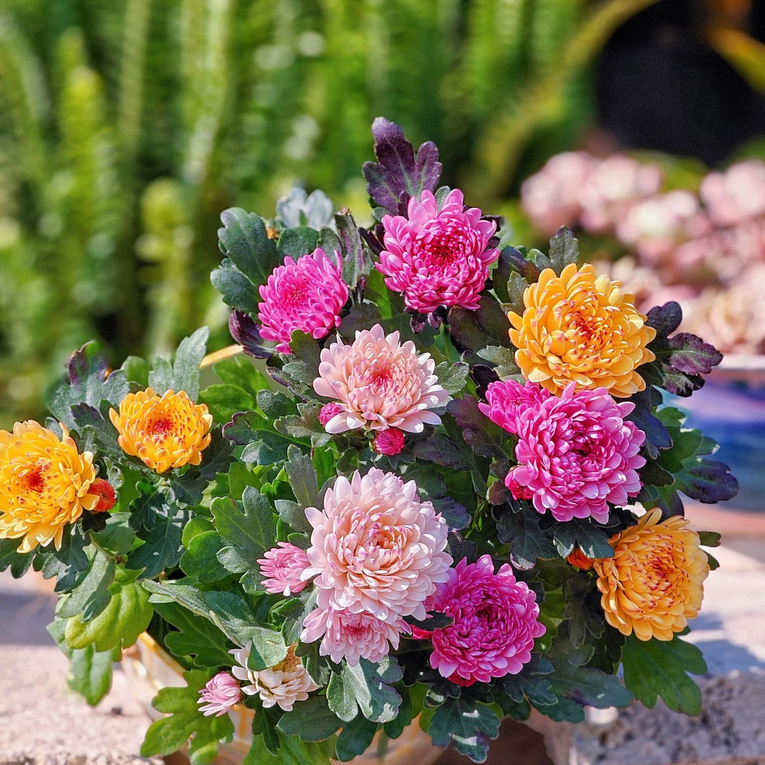 混色勤宝莲灯菊盆栽带花苞小菊阳台庭院好养四季宝莲灯千头菊花