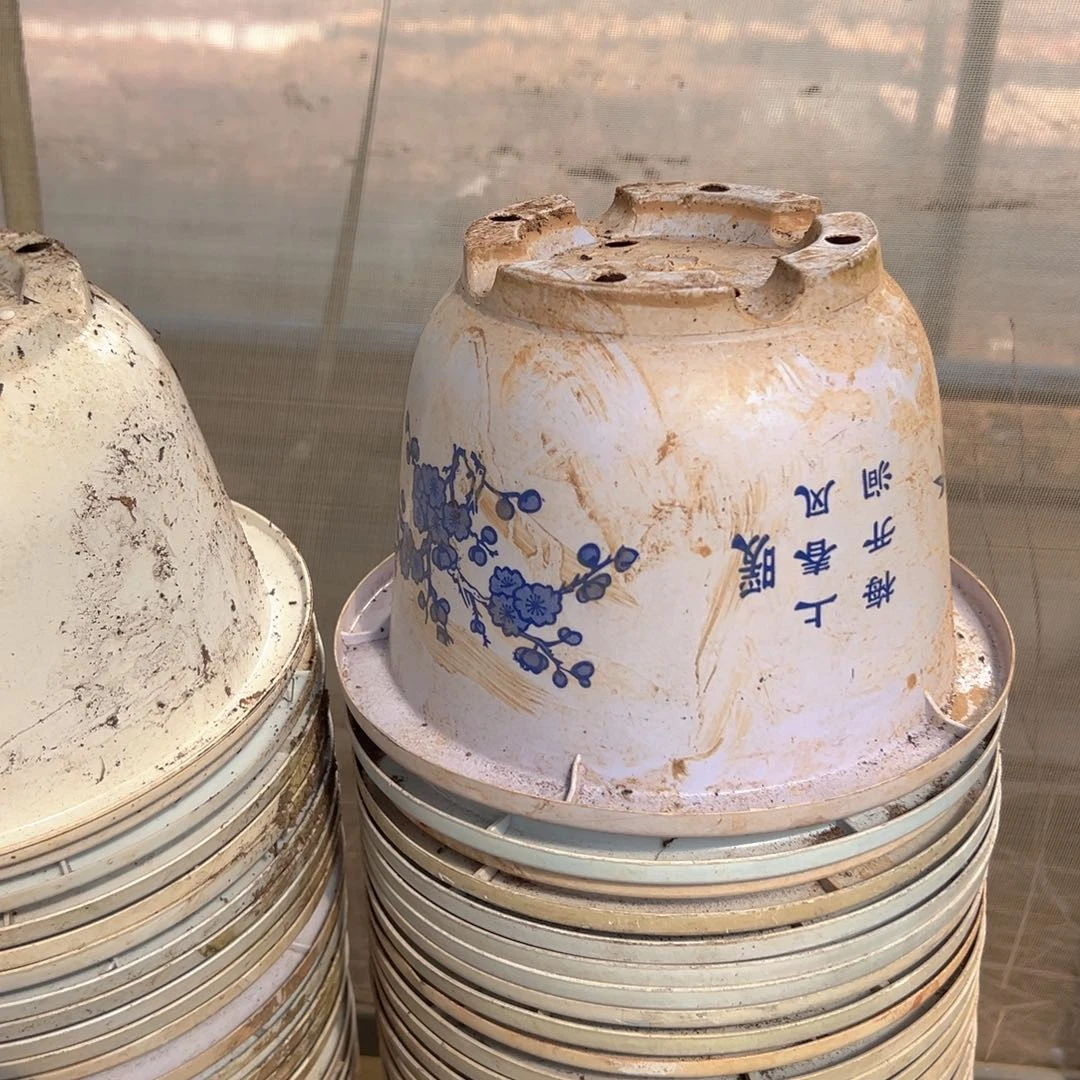 富贵花开盆21口径13.5高 15个