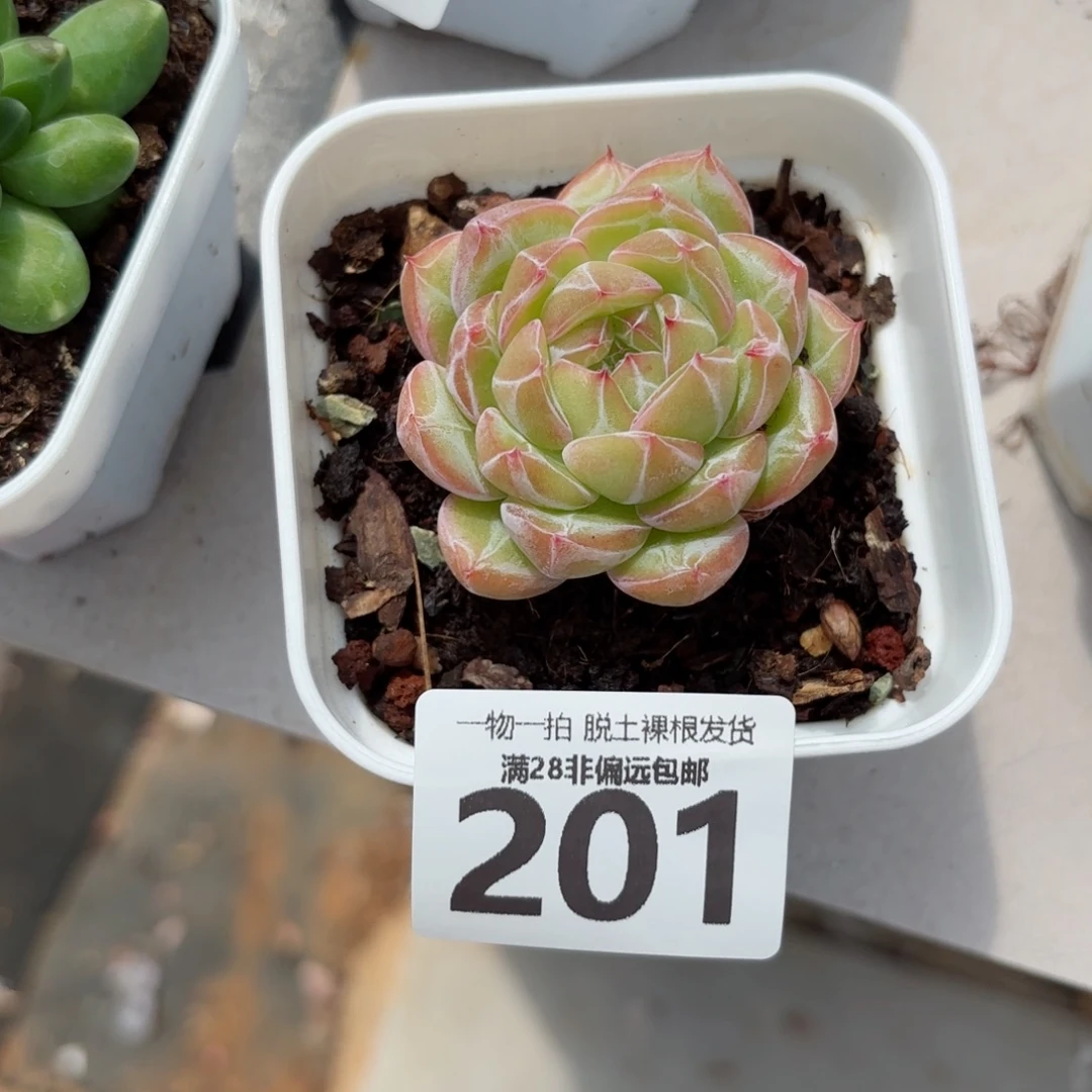 雪花珍妮带桩无盆土发货