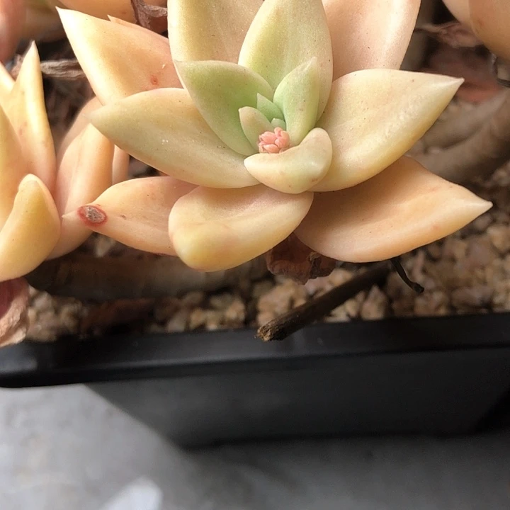 谚*271/////////////////