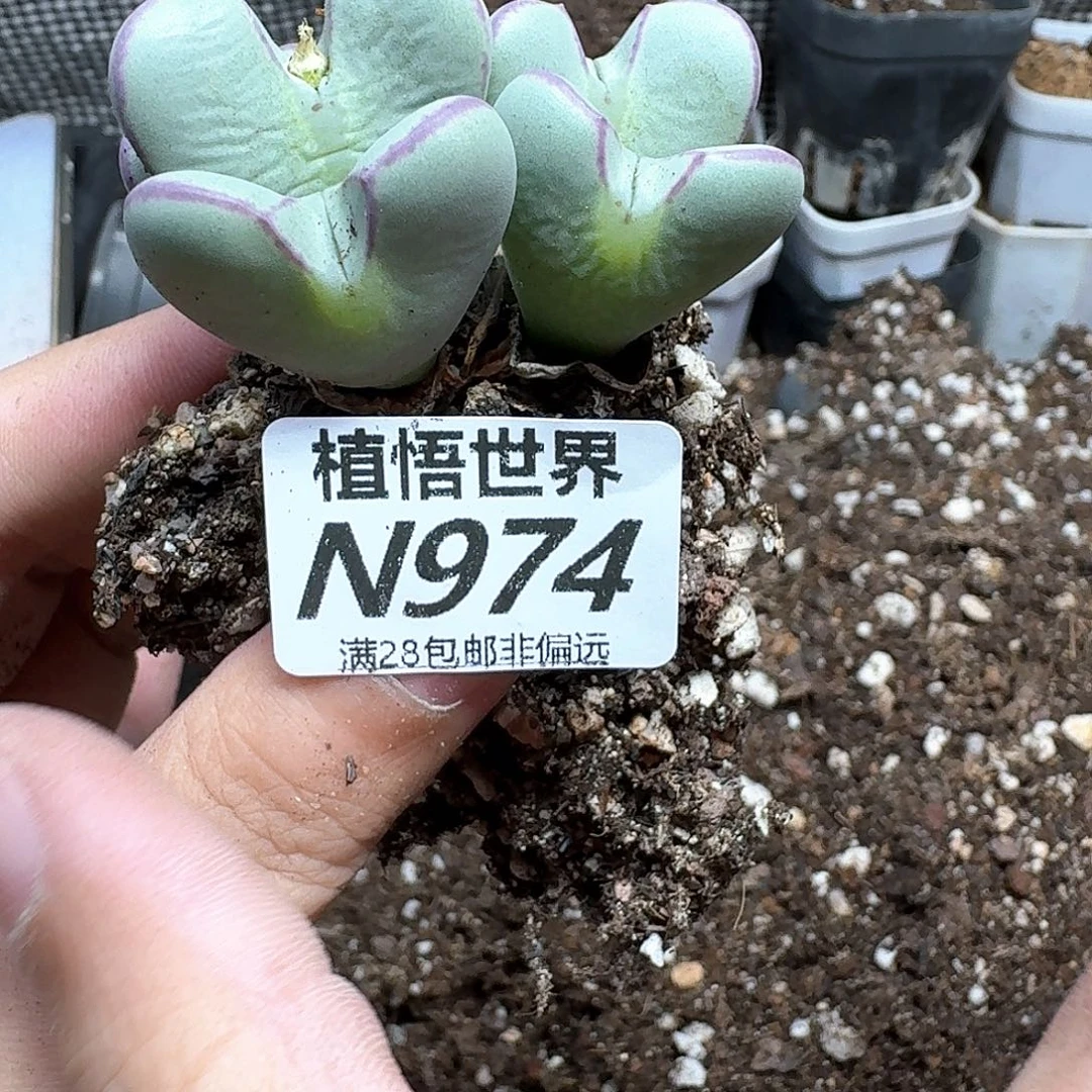 多肉植物的润泽尺寸g