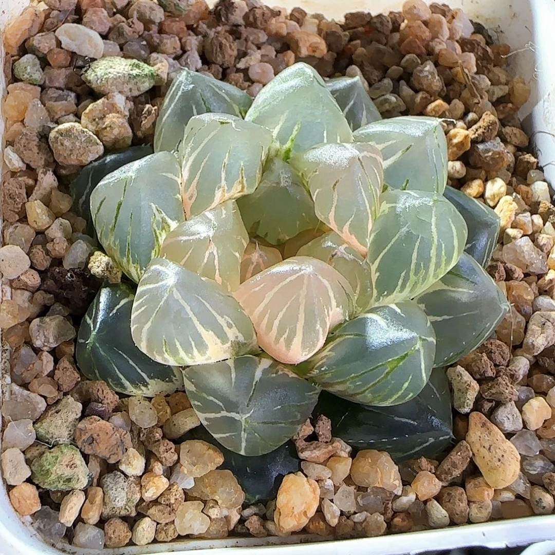 301号OM玉露锦一物一拍带盆土