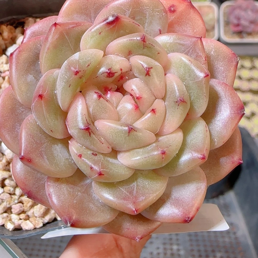 花语多肉1205-359晴川珍妮