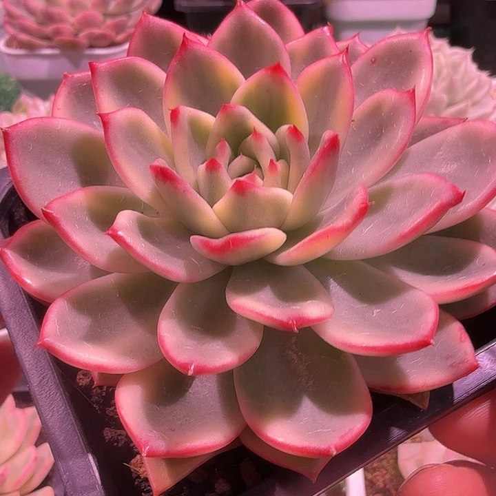 蔚蓝乌木锦多肉锦