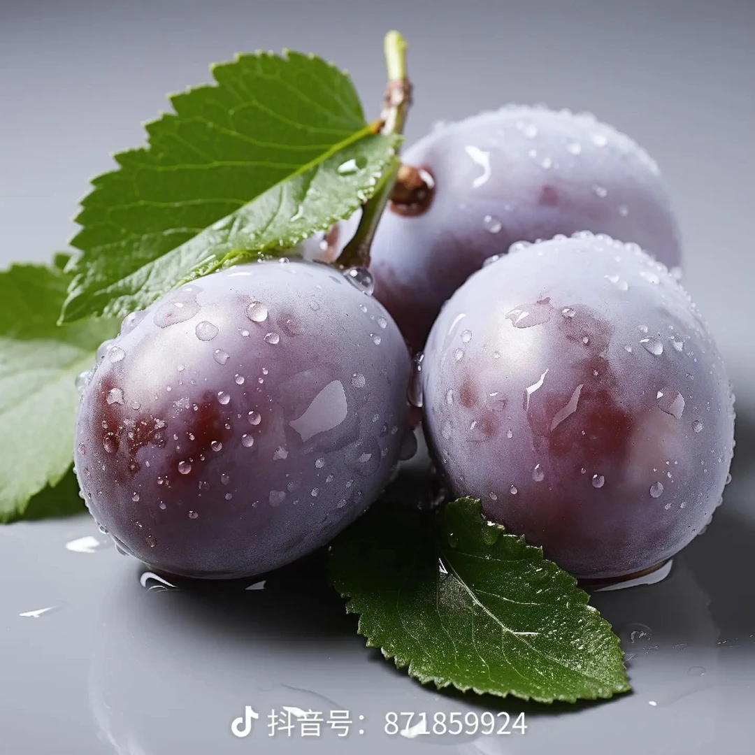 正宗嫁接法兰西西梅蓝密西梅女神带土盆栽地栽庭院南北方栽种