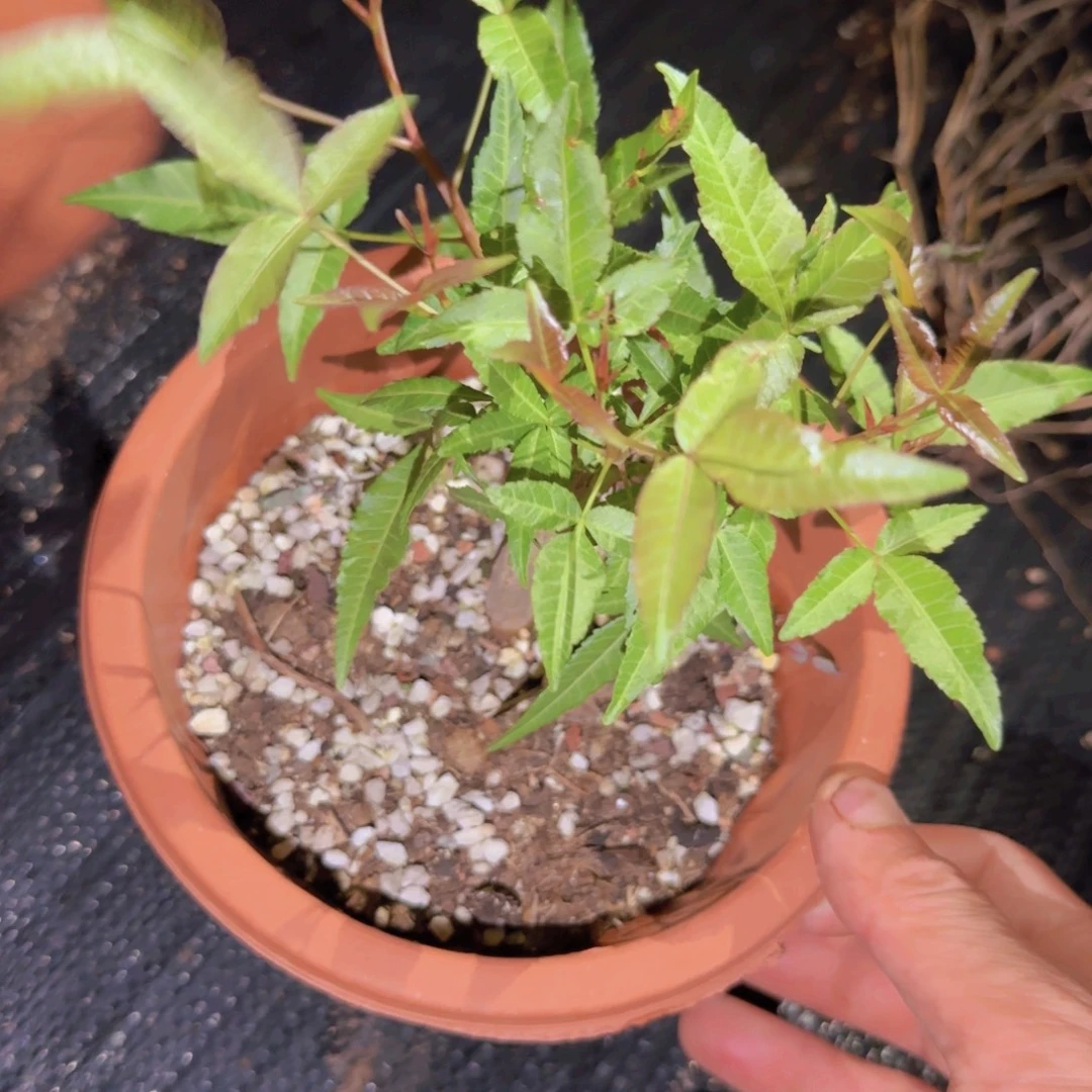 K***g块根植物块根植物